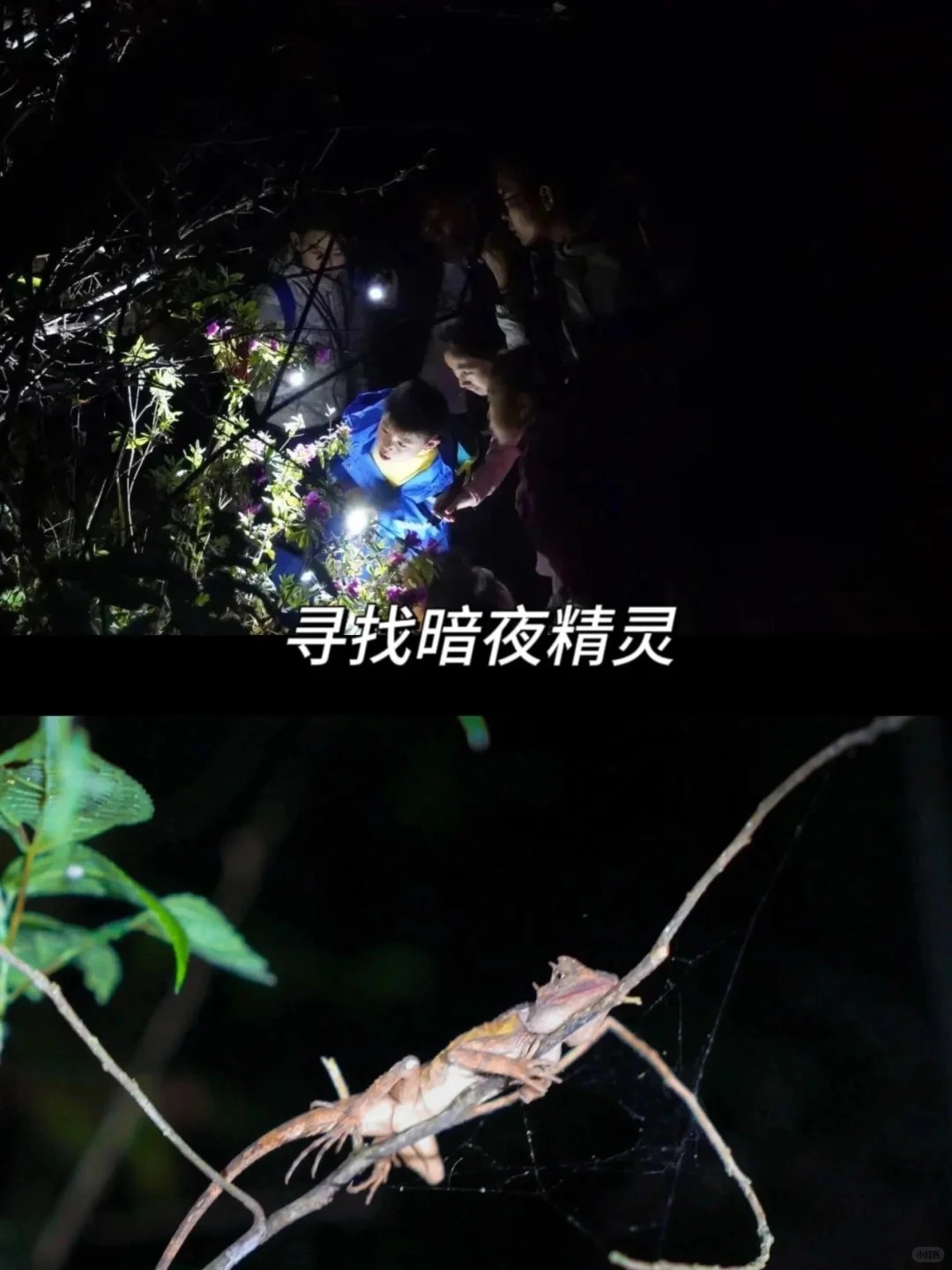 全网都在避雷的西双版纳野象谷，我非不听劝!_8_时线旅行-高奢度假_西双版纳-森林-来自52tours 我爱旅游网